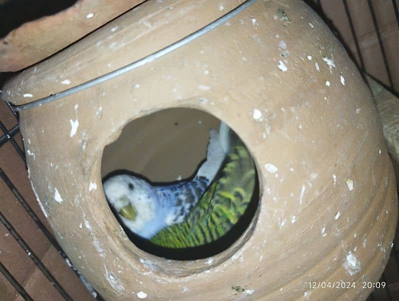 Australian parrot Budgie king size, Red eyes, Fellow, Or Split k piece 14