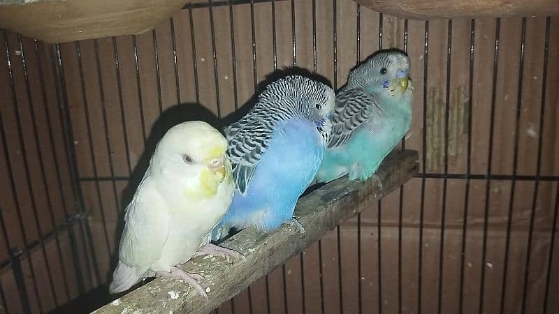 Australian parrot Budgie king size, Red eyes, Fellow, Or Split k piece 15