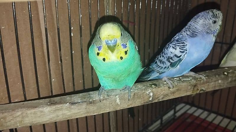 Australian parrot Budgie king size, Red eyes, Fellow, Or Split k piece 16