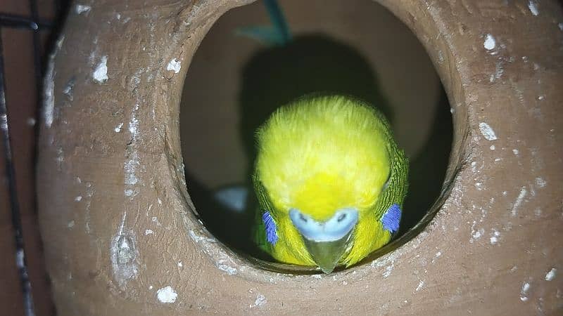 Australian parrot Budgie king size, Red eyes, Fellow, Or Split k piece 17