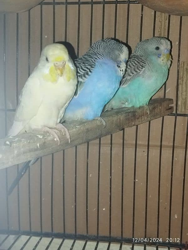 Australian parrot Budgie king size, Red eyes, Fellow, Or Split k piece 18