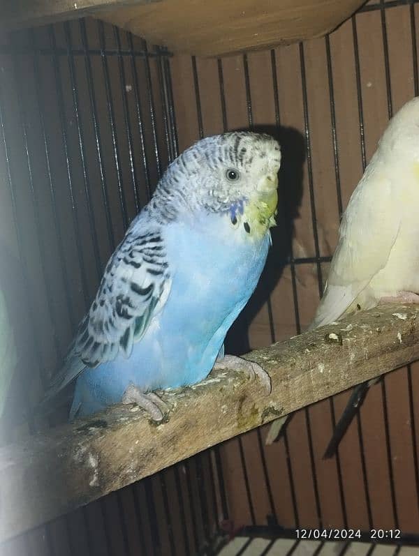 Australian parrot Budgie king size, Red eyes, Fellow, Or Split k piece 19