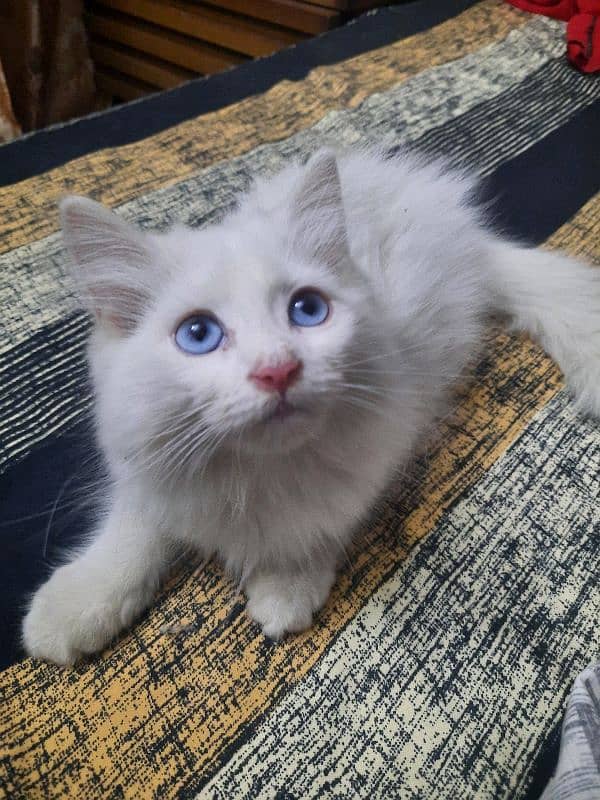 9 Week Persian Blue Eyed Kitten for Sale 5