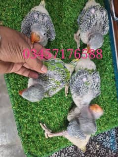 kashmire Baby for sale price one chicks