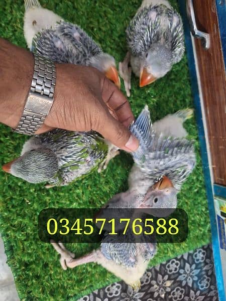 kashmire Baby for sale price one chicks 1