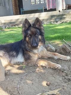 Belgian shepherd female dog