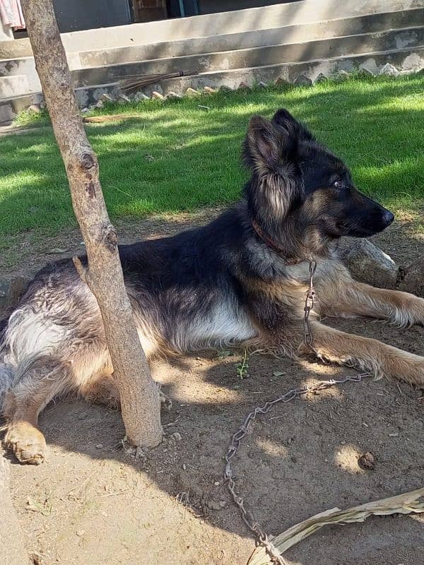 Belgian shepherd female dog 1