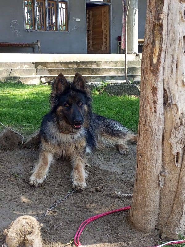 Belgian shepherd female dog 3