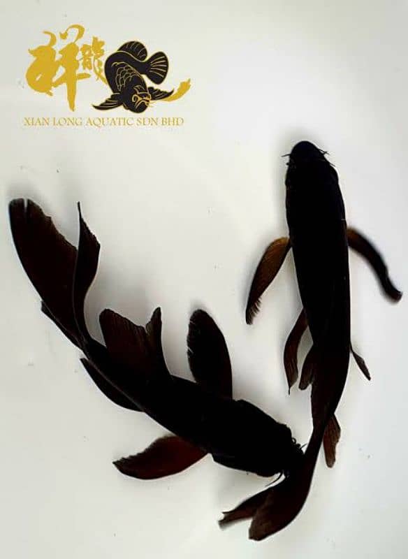 High fin butterfly Black koi 1