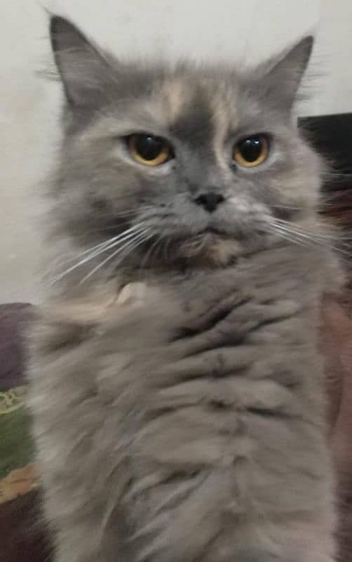 Persian cat, breeder female 0