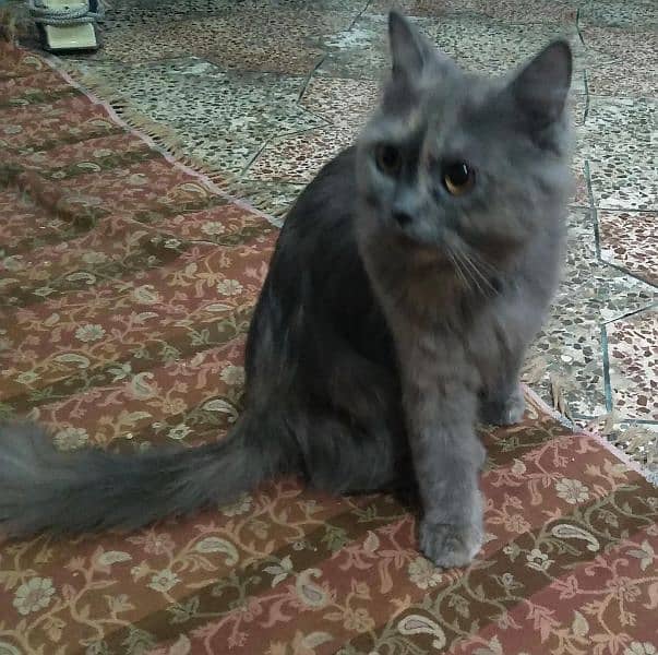 Persian cat, breeder female 2