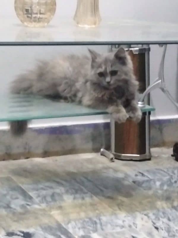 Persian cat, breeder female 4