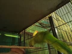 green parrot hand tame