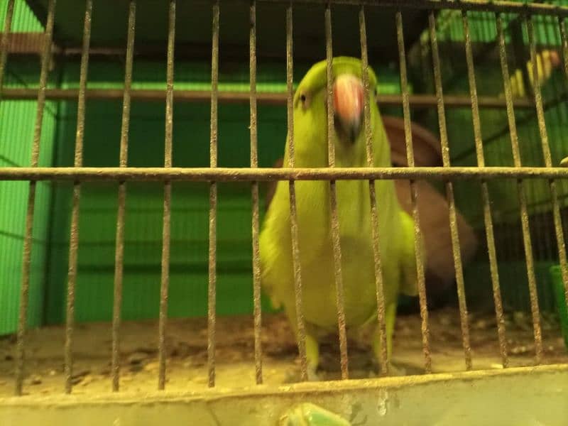 green parrot hand tame 1