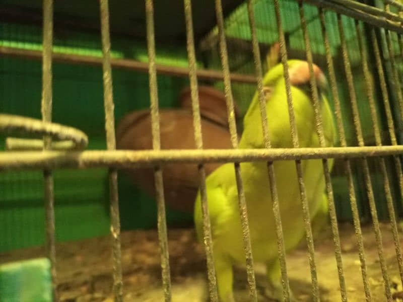 green parrot hand tame 2