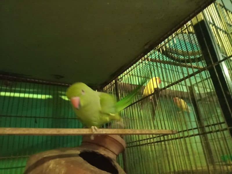 green parrot hand tame 3