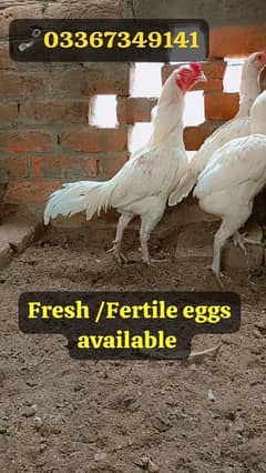 Heera + Miawali Aseel ka Fresh and fertile eggs available hai