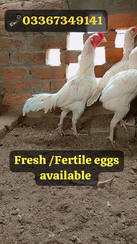 Heera + Miawali Aseel ka Fresh and fertile eggs available hai 0