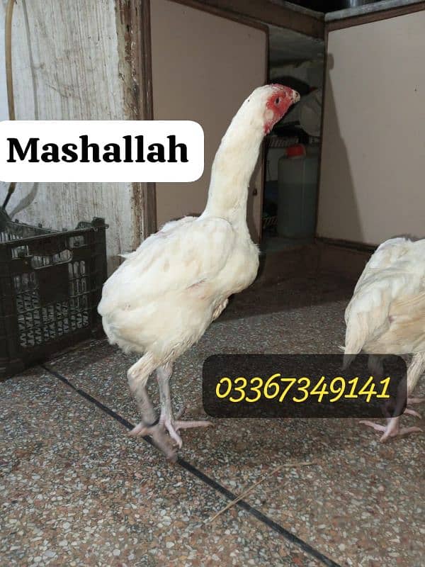 Heera + Miawali Aseel ka Fresh and fertile eggs available hai 2