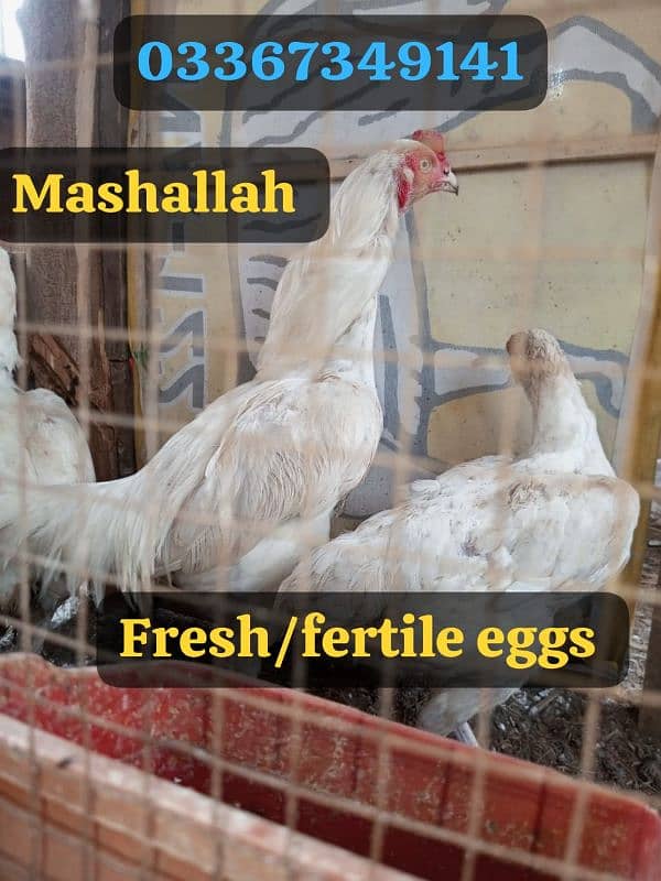 Heera + Miawali Aseel ka Fresh and fertile eggs available hai 5