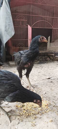 Thai Aseel Chick / Patha for sale