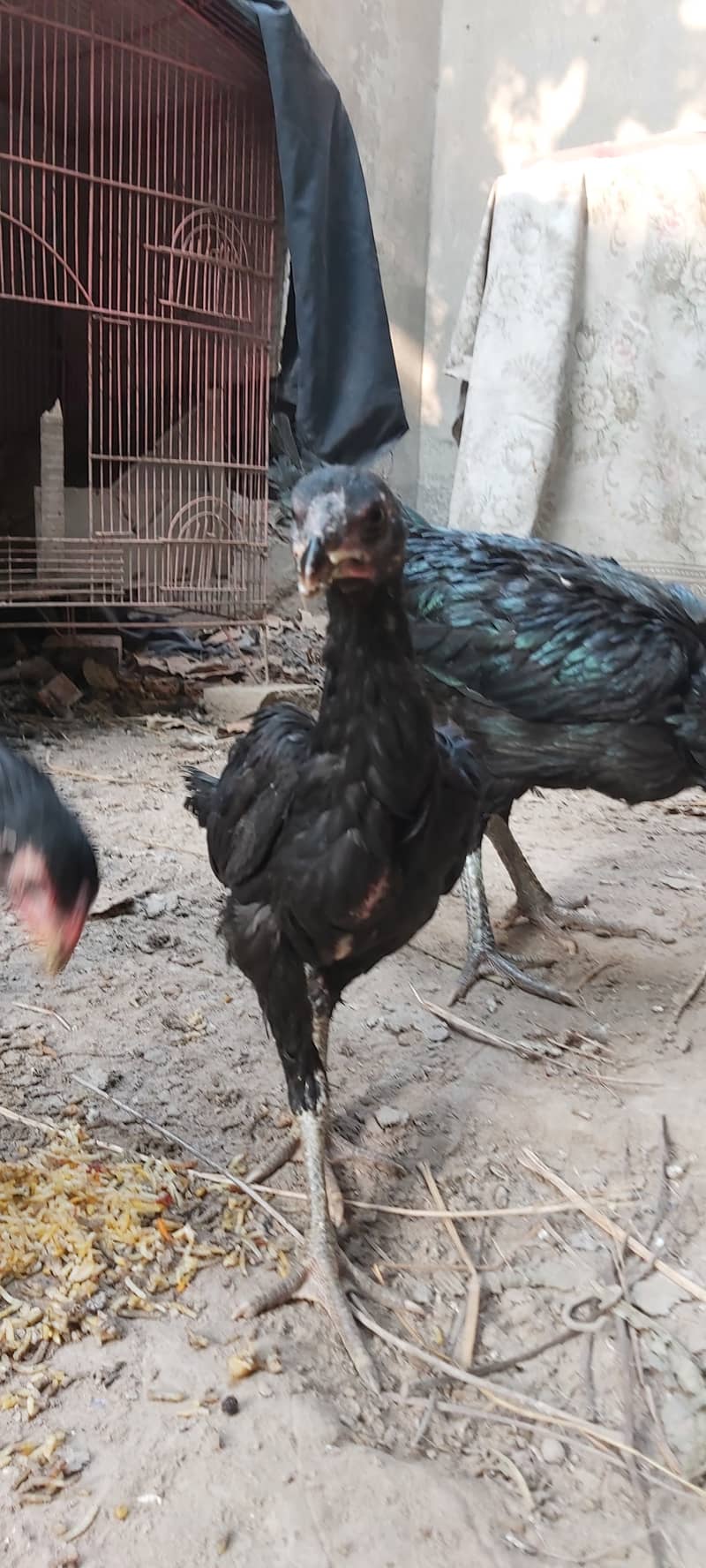 Thai Aseel Chick / Patha for sale 1