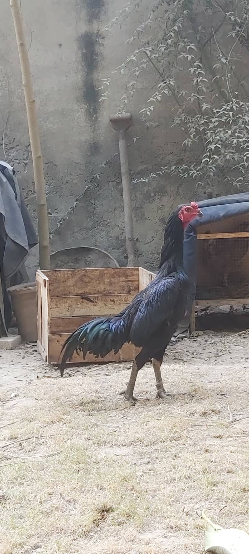 Thai Aseel Chick / Patha for sale 3