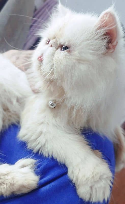 CFA bloodline imported peki white blue eyes stud male 10