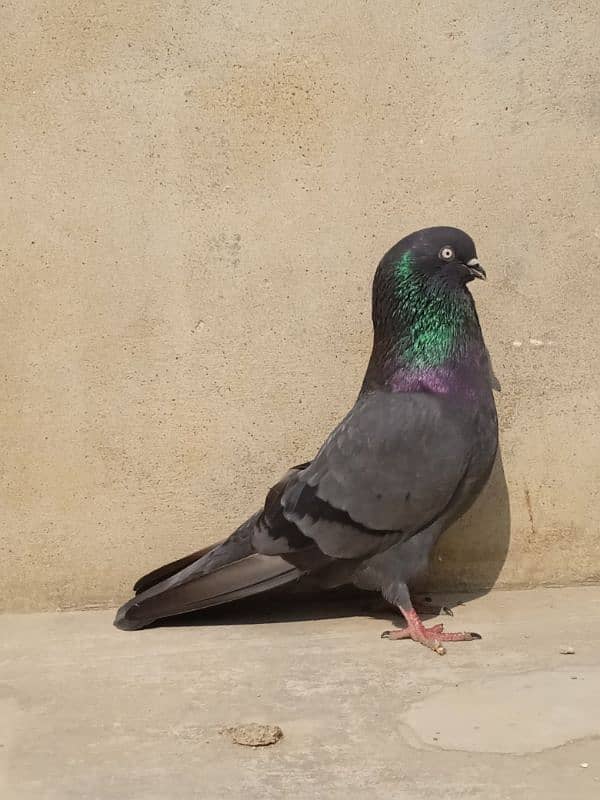 shahjahanpuri shah jahan puri hare hara kabli fancy shahjahan pigeon 0