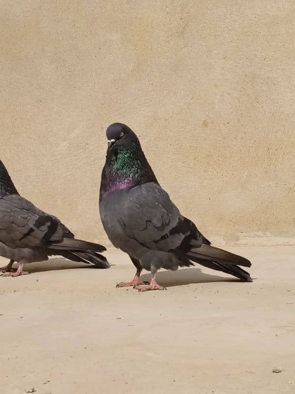 shahjahanpuri shah jahan puri hare hara kabli fancy shahjahan pigeon 1