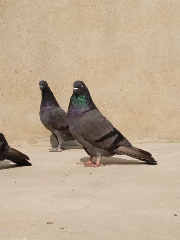 shahjahanpuri shah jahan puri hare hara kabli fancy shahjahan pigeon 2