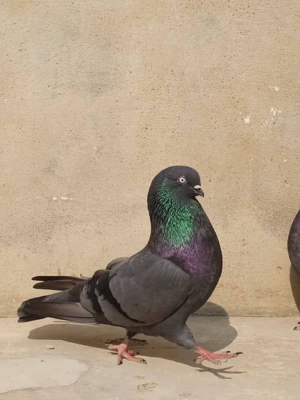 shahjahanpuri shah jahan puri hare hara kabli fancy shahjahan pigeon 4