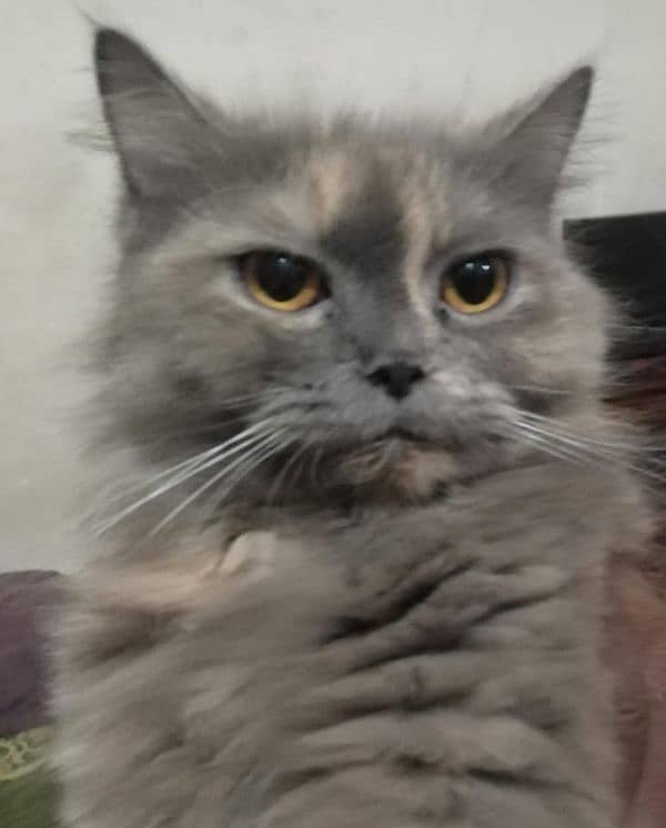 Persian cat, breeder female 5