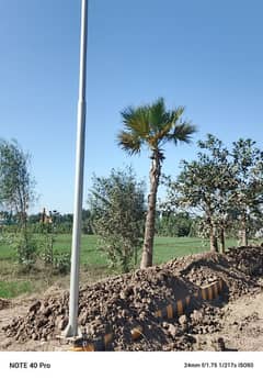 Washingtonia