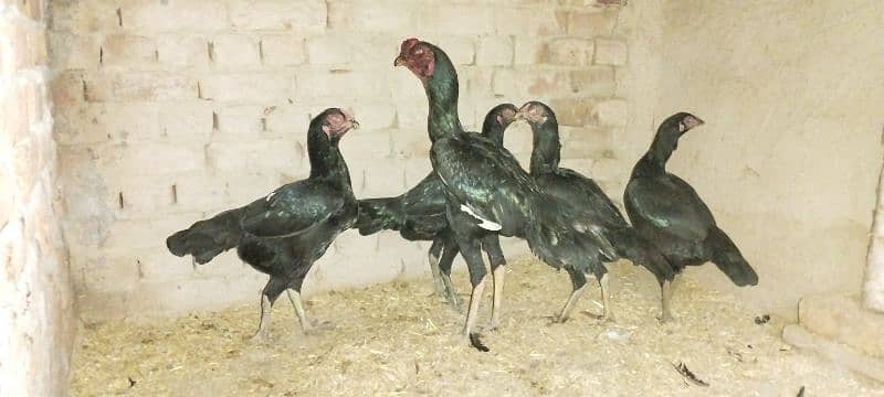 Black Mushka aseel for sale 4