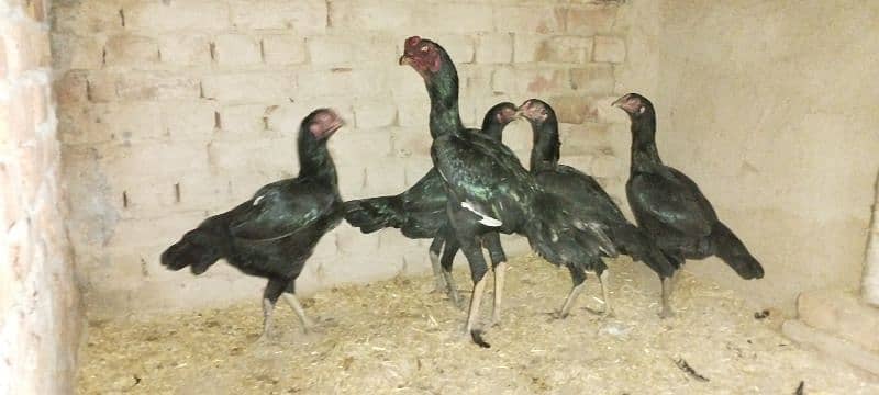 Black Mushka aseel for sale 5