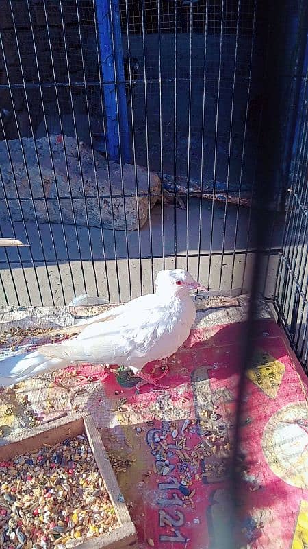 White dove breeder pair 0