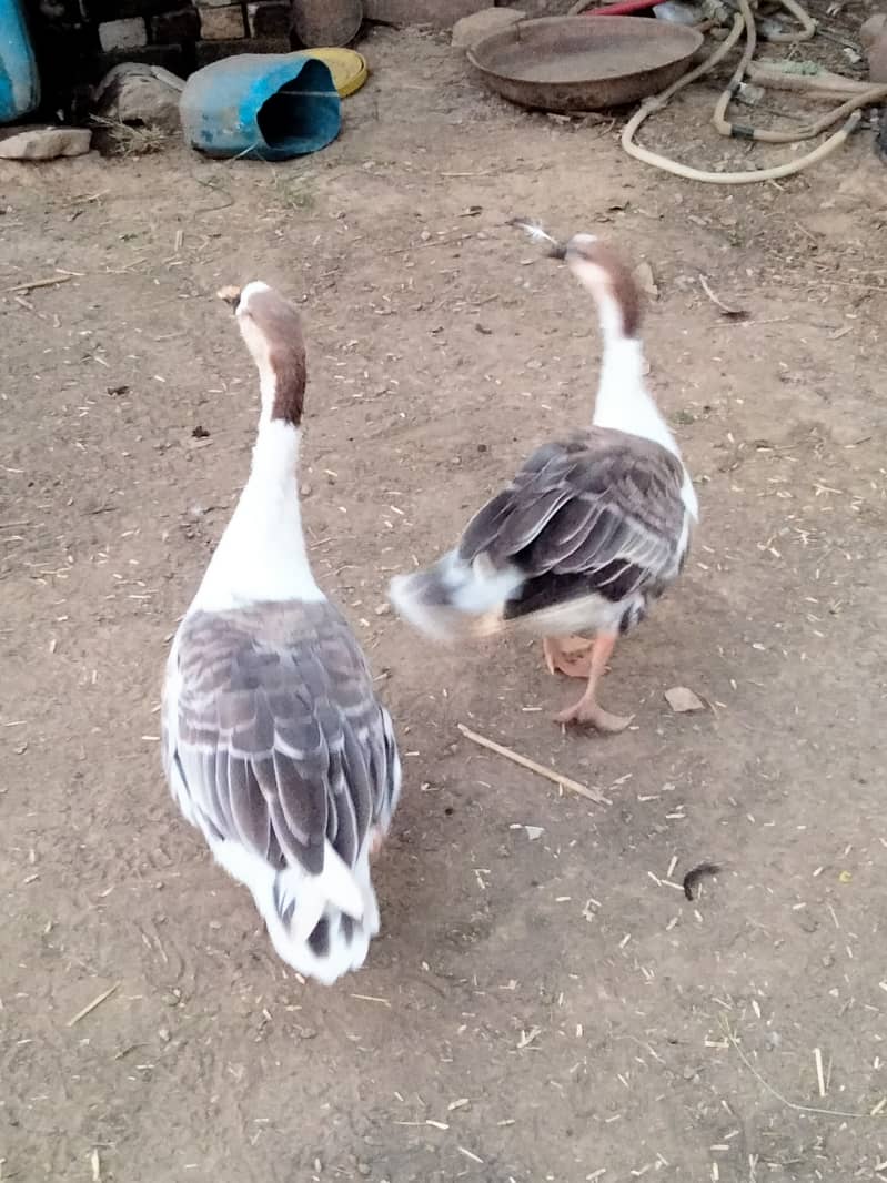 Ducks pair 0