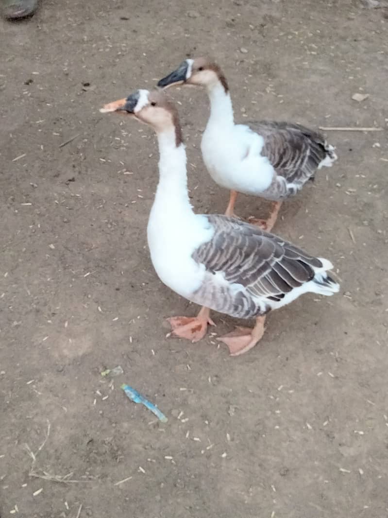 Ducks pair 1