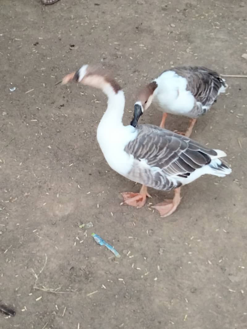 Ducks pair 2