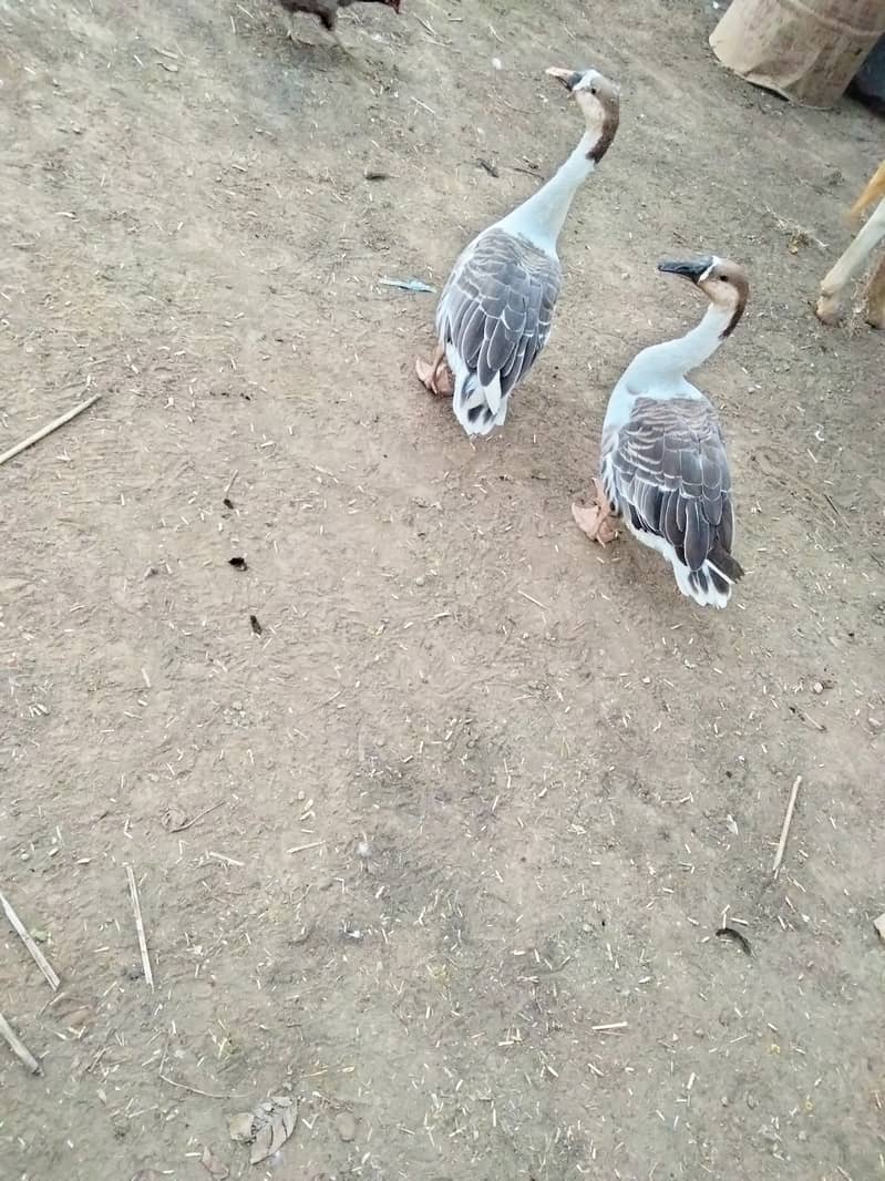 Ducks pair 3