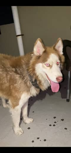 Siberian Husky Male For Stud