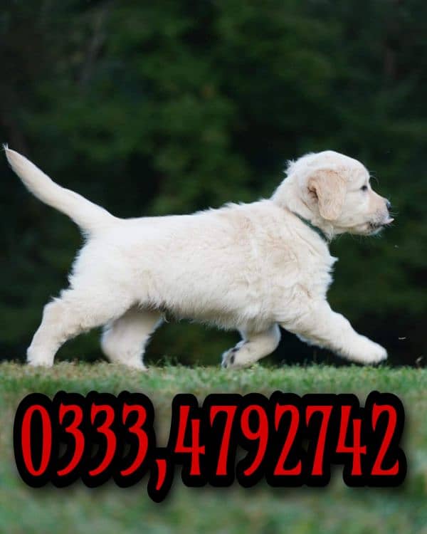 Golden retriever puppies for sale 2