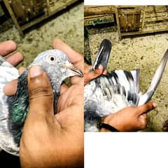 resulted hight flyer breeder. pigeon for. sale