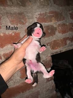 Alabai cross puppies available in very reasonable prices