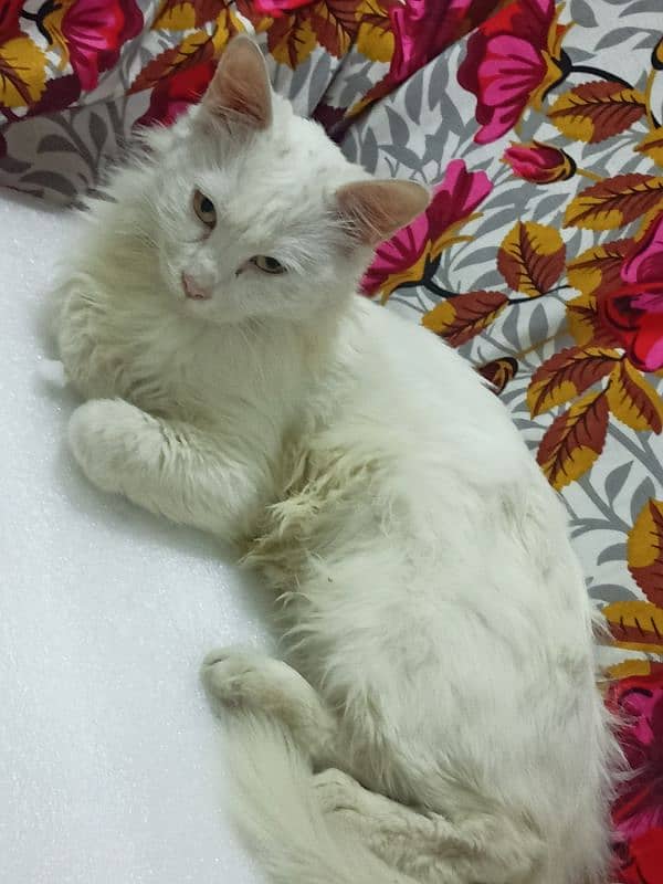 Turkish angora cat for only exchange 0