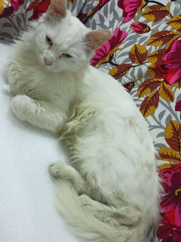 Turkish angora cat for only exchange 1