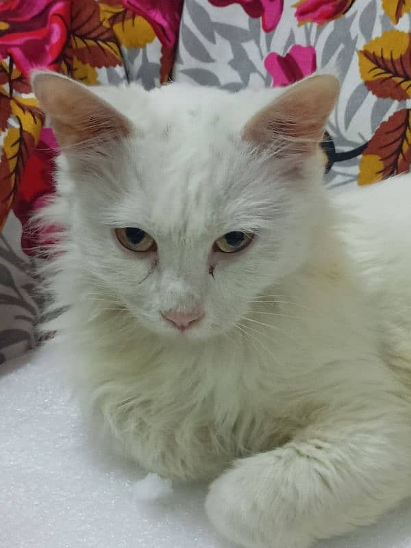 Turkish angora cat for only exchange 2