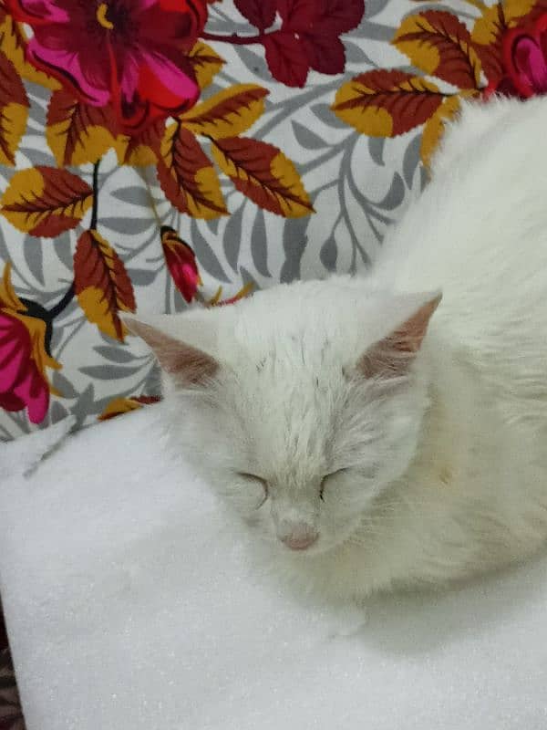 Turkish angora cat for only exchange 3