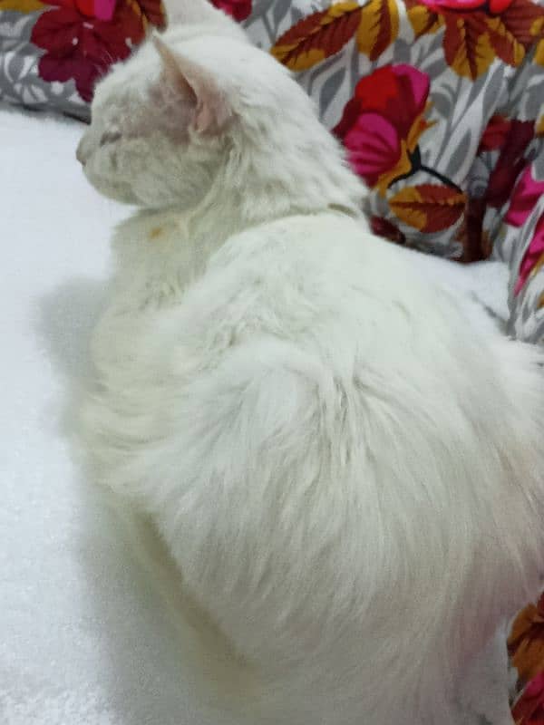 Turkish angora cat for only exchange 4